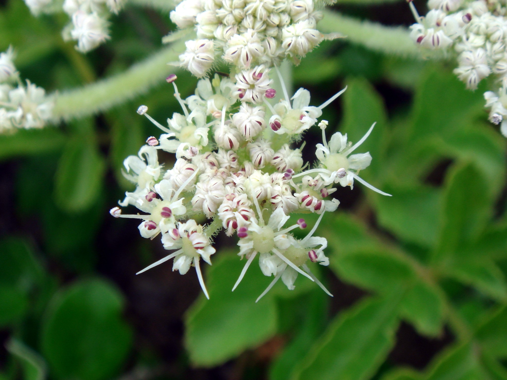 Glehnia littoralis F. Schmidt ex Miquel